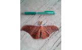 Antheraea Antheraea