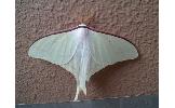 Actias Actias