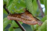 Antheraea Antheraea