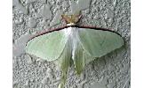 Actias aliena aliena