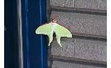 Actias Actias