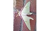 Actias aliena aliena