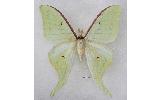 Actias aliena aliena