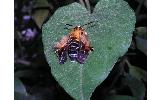 Melittia Melittia