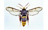 Sesia yezoensis