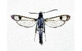 Synanthedon Synanthedon