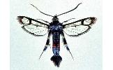 Synanthedon fukuzumii