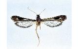 Paranthrenopsis editha