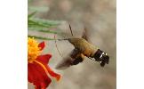 Macroglossum Macroglossum