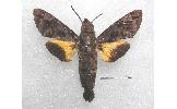 Macroglossum poecilum