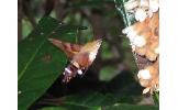 Macroglossum bombylans