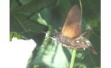 Macroglossum Macroglossum