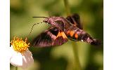 Macroglossum heliophilum