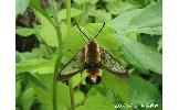 Hemaris affinis