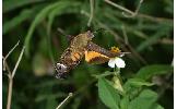 Macroglossum corythus platyxanthum