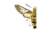 Hemaris radians