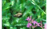 Macroglossum bombylans