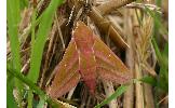 Deilephila Deilephila