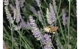 Hemaris Hemaris