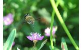 Macroglossum Macroglossum