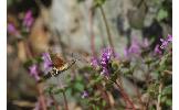 Macroglossum Macroglossum