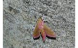Deilephila Deilephila