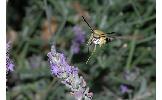 Hemaris affinis