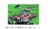 Macroglossum Macroglossum
