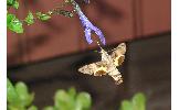 Macroglossum pyrrhosticta