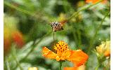 Macroglossum Macroglossum