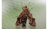 Neogurelca Neogurelca