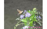 Macroglossum pyrrhosticta