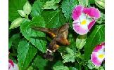 Macroglossum pyrrhosticta