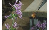 Macroglossum Macroglossum