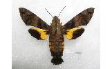 Macroglossum Macroglossum