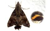 Macroglossum saga