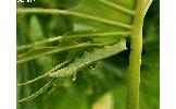 Hippotion Hippotion
