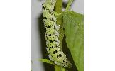 Deilephila Deilephila