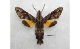 Macroglossum Macroglossum