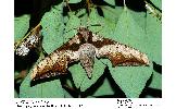 Ambulyx japonica japonica