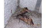 Marumba gaschkewitschii echephron