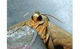 Ambulyx sericeipennis tobii