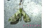 Callambulyx tatarinovii gabyae