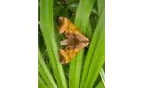 Marumba gaschkewitschii echephron