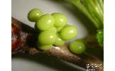 Langia zenzeroides nawai