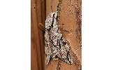 Psilogramma Psilogramma