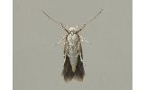 Stathmopoda opticaspis