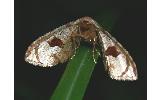 Rhodoneura Rhodoneura