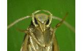 Gen. sp.