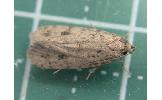 Gaphara conspersa